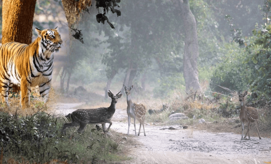 Service Provider of Kumaon With Corbett Wildlife Tour in New Delhi, Delhi, India.