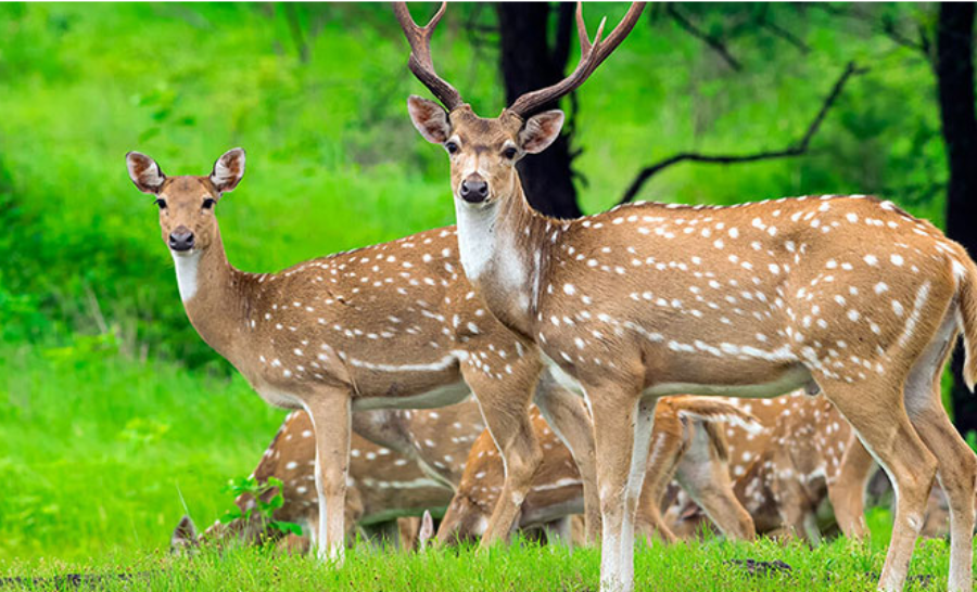 Service Provider of South India Wildlife Tour in New Delhi, Delhi, India.